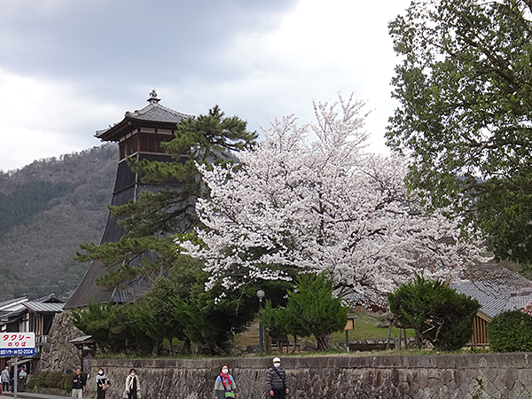 桜と辰鼓楼