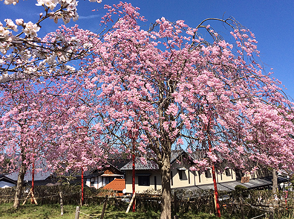 もうすぐ満開　出石城の桜