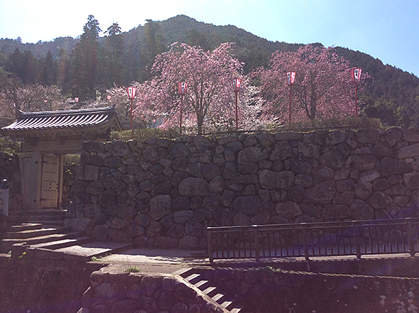 もうすぐ満開　出石城の桜