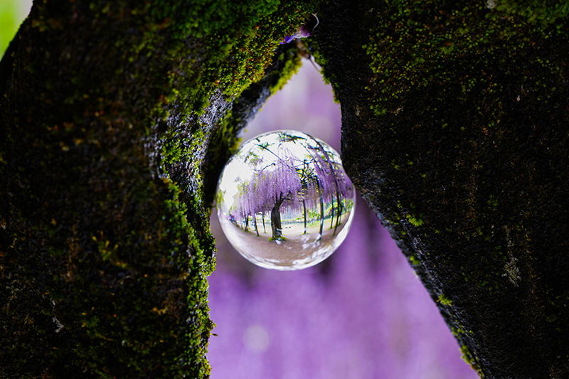 白井大町藤公園の藤祭り　2024年　～　期間限定の藤の名所 