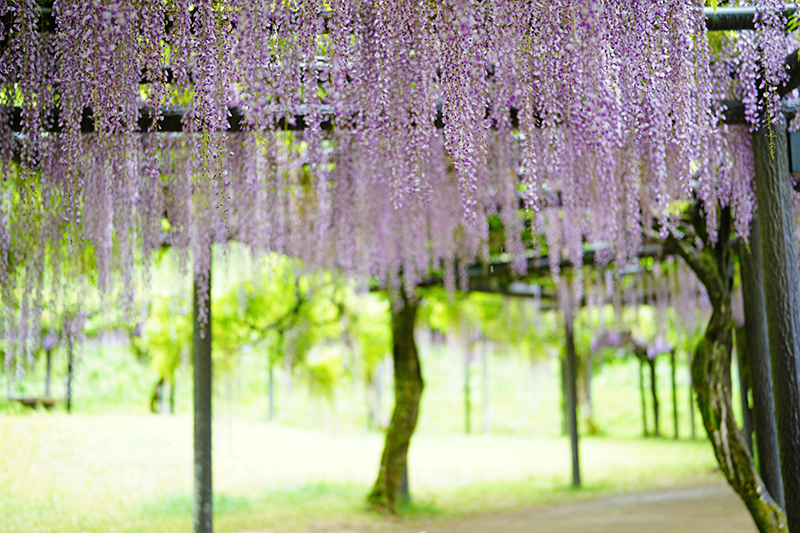 白井大町藤公園の藤祭り　2024年　～　期間限定の藤の名所 