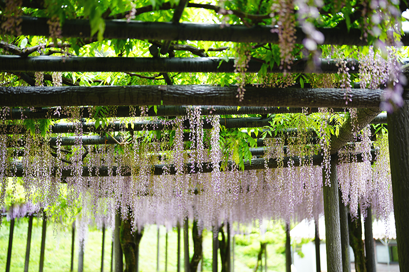 白井大町藤公園の藤祭り　2024年　～　期間限定の藤の名所 