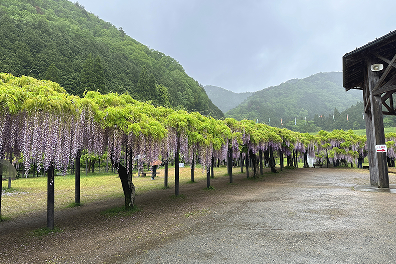 白井大町藤公園の藤祭り　2024年　～　期間限定の藤の名所 