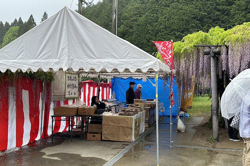 白井大町藤公園の藤祭り　2024年　～　期間限定の藤の名所 