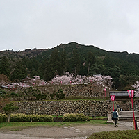 2016年4月4日　出石の桜