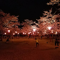 出石城の夜桜　～　2017年4月9日