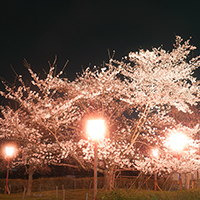 桜まつり　～　夜間のライトアップもあります